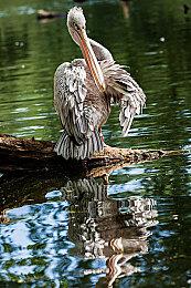 恐怖+建造《Paranormal Flipper》Steam页面上线 支持中文